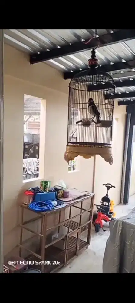 Burung kicau an dua ekor