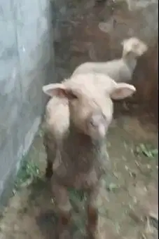 sepasang anakan cempe domba merino lepas sapih 4 bln exotik lucu unik