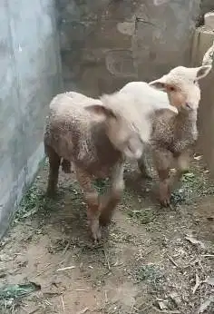 sepasang anakan cempe domba merino lepas sapih 4 bln exotik lucu unik