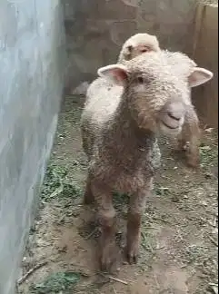 sepasang anakan cempe domba merino lepas sapih 4 bln exotik lucu unik