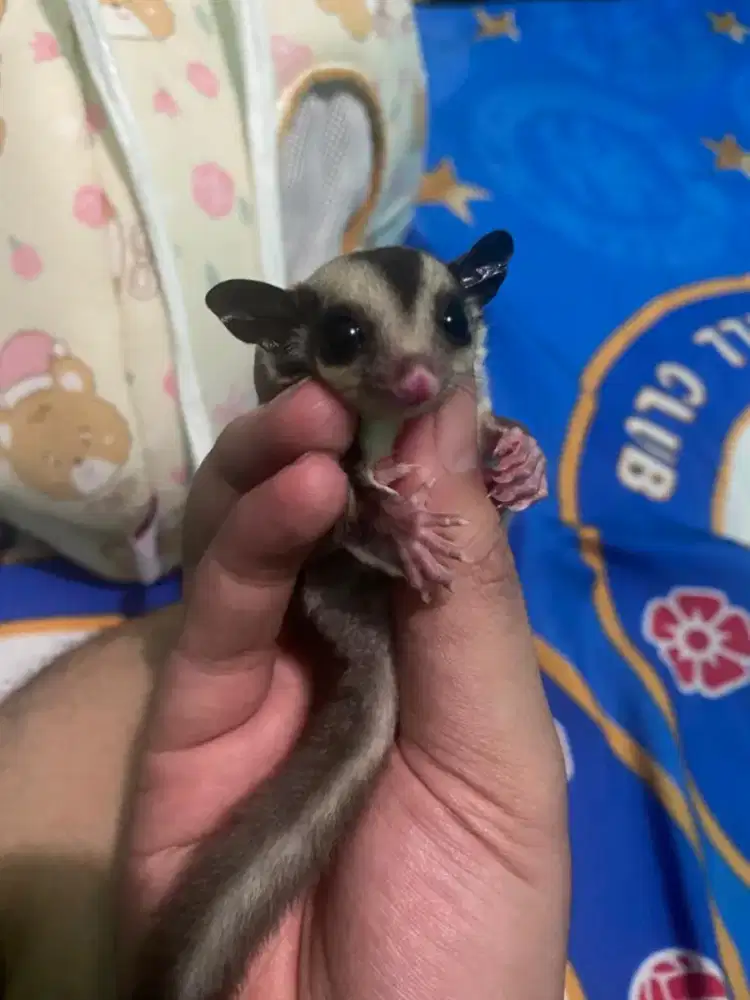 Sugar glider CG het platinum