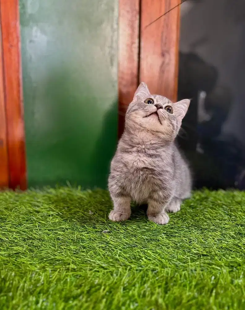 Kitten munchkin