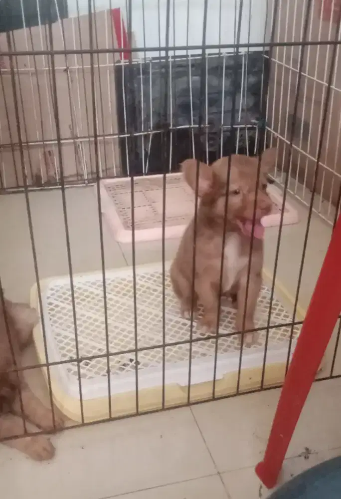 Anak Anjing Golden Mix Nett