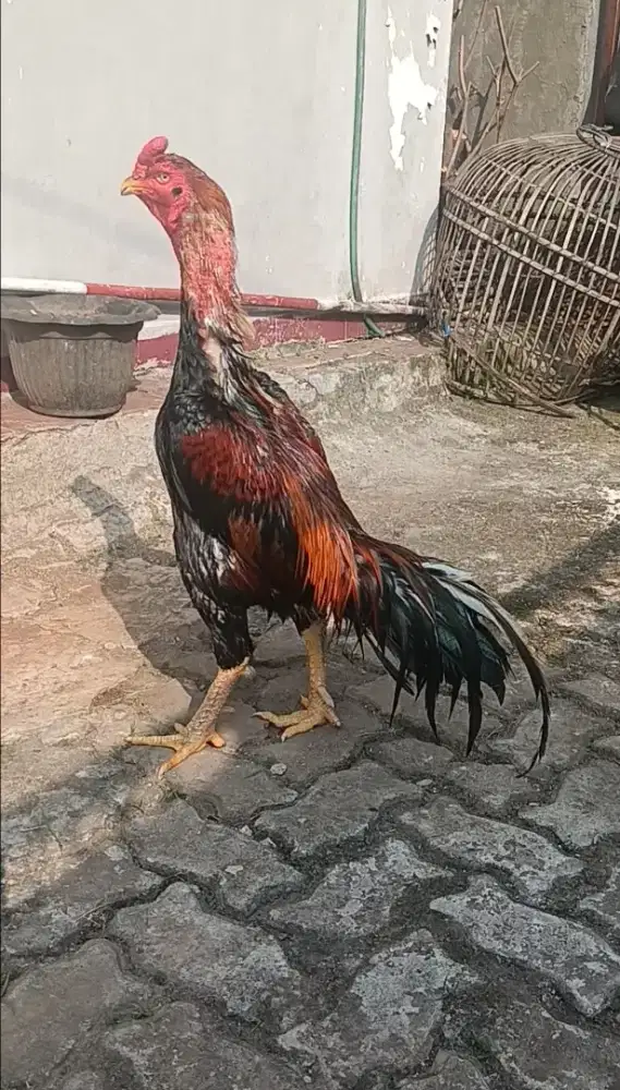 Ayam bangkok Brazillian Pacek