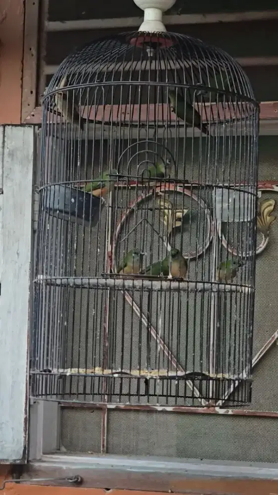 Pipit tricolor muda