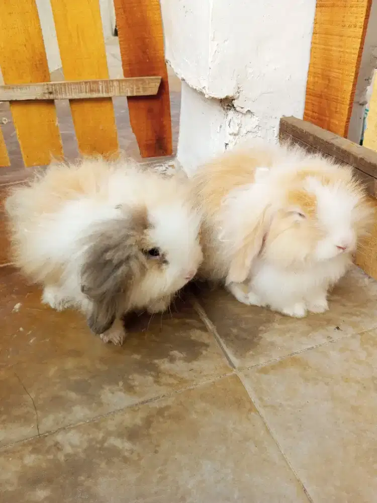Kelinci Holland Lop