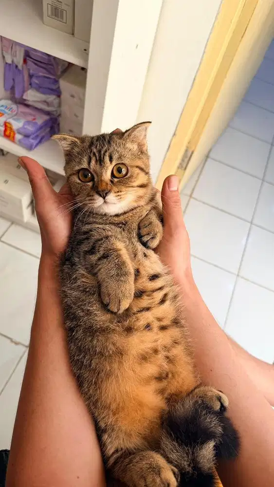 BSH Munchkin gaelic cebol