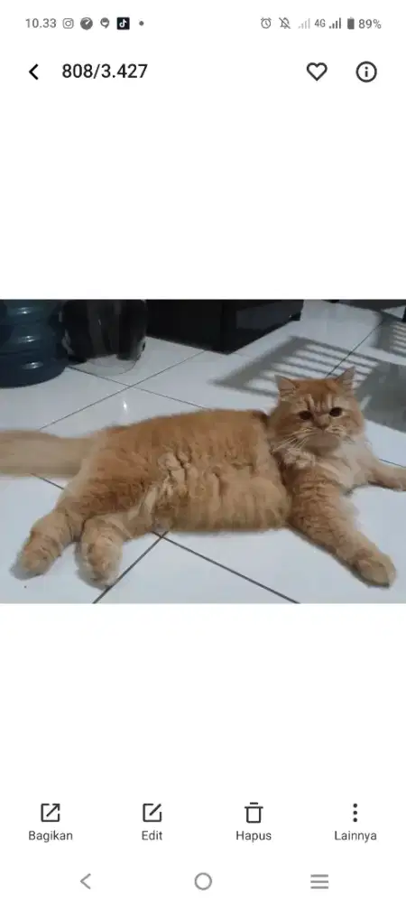 Persia jantan umur 1,5 tahun