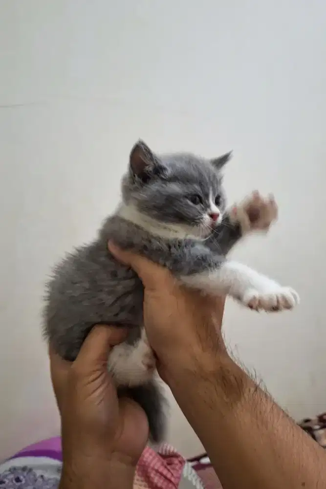 KITTEN BSH 2bln