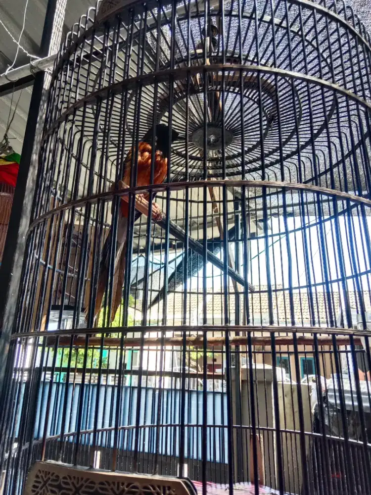 Murai baru medan