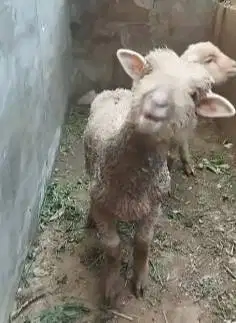 sepasang anakan bibit cempe domba merino 4 bln lepas sapih exotik lucu