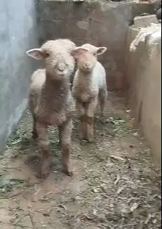 sepasang anakan bibit cempe domba merino 4 bln lepas sapih exotik lucu