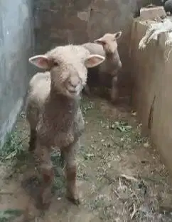 sepasang anakan bibit cempe domba merino 4 bln lepas sapih exotik lucu