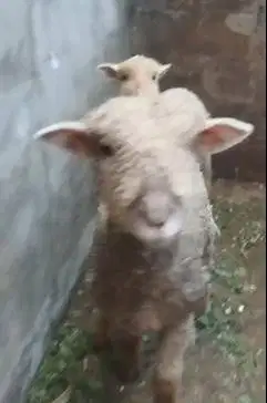 sepasang anakan cempe bibit domba merino 4 bln lepas sapih exotik unik