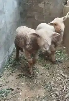 sepasang anakan cempe bibit domba merino 4 bln lepas sapih exotik unik