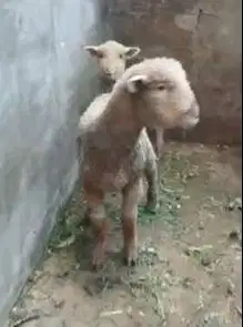 sepasang anakan cempe bibit domba merino 4 bln lepas sapih exotik unik