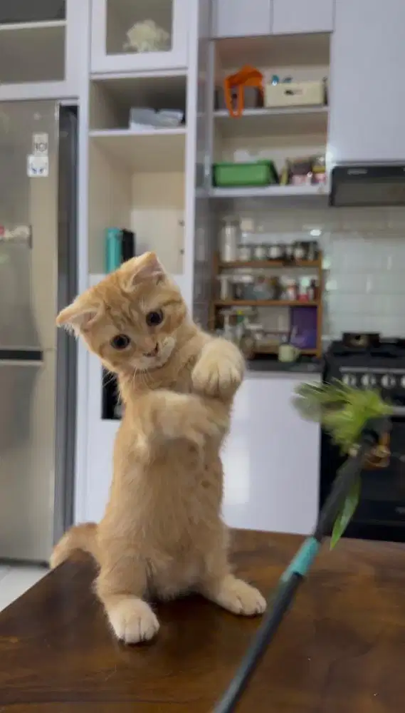 Bsh munchkin scottish fold