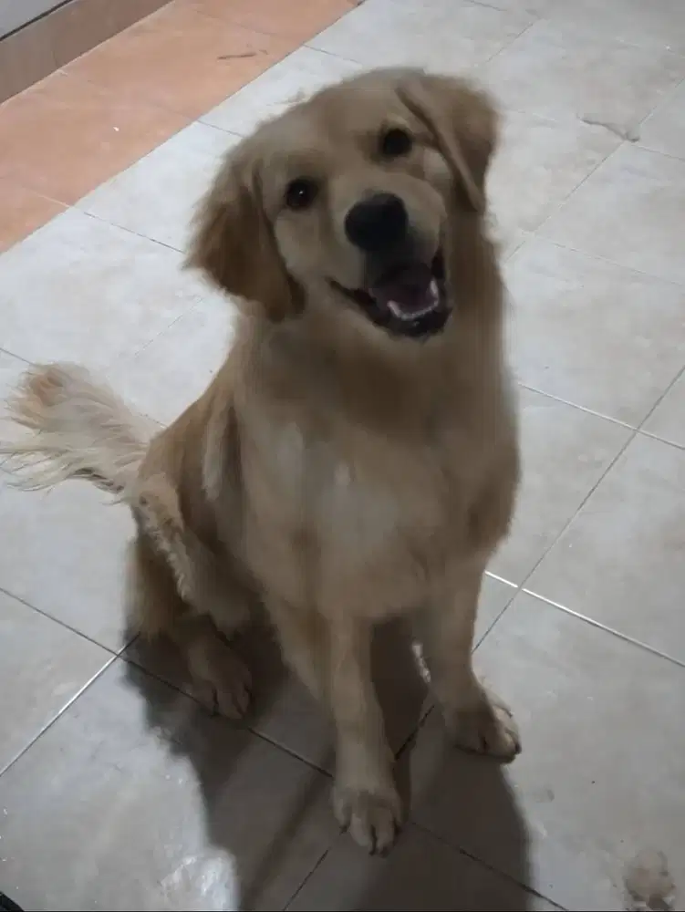Anjing Big Bone Golden Retriever Betina 1 Tahun Stambum