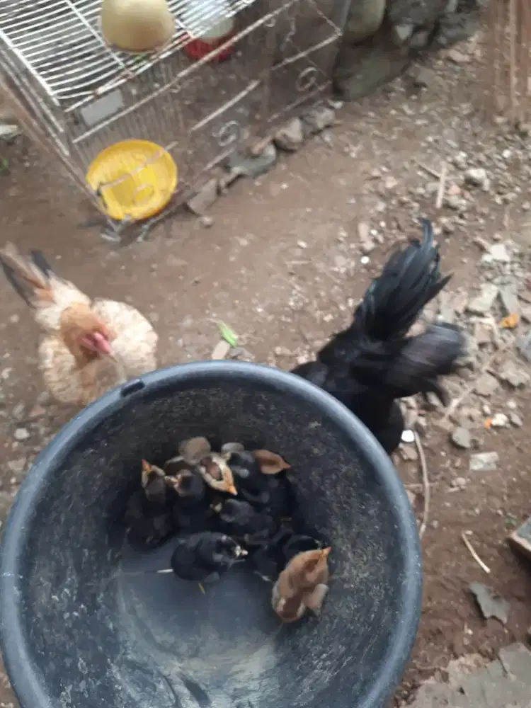 DOC ayam kampung 9 ekor