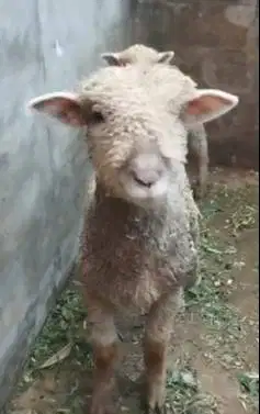 sepasang anakan cempe bibit domba merino 4 bln lepas sapih exotik unik