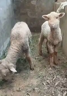 sepasang anakan cempe bibit domba merino 4 bln lepas sapih exotik unik