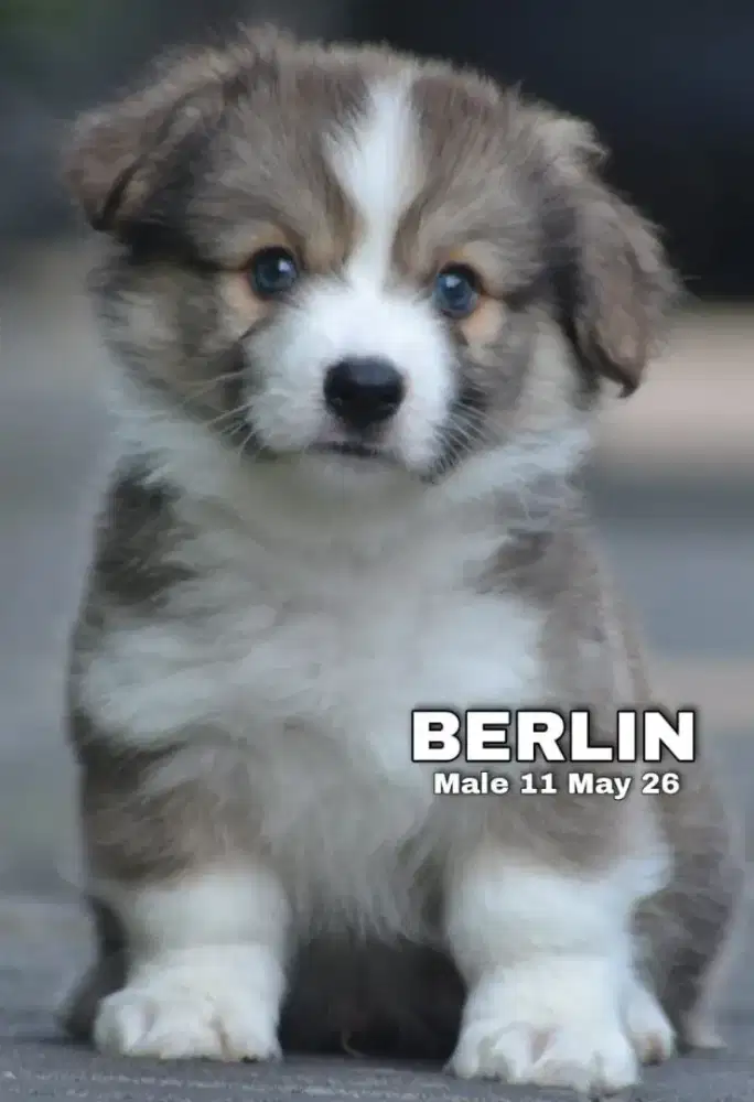 Pembroke Corgi Longhair tricolor Jantan