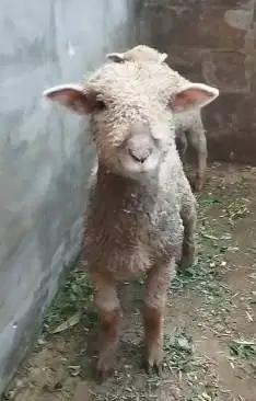 sepasang cempe bibit anakan domba merino 4 bln lepas sapih exotik lucu
