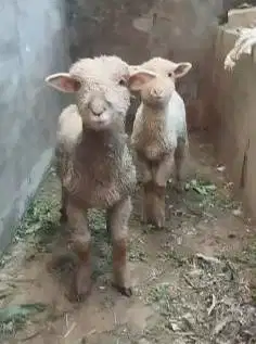 sepasang cempe bibit anakan domba merino 4 bln lepas sapih exotik lucu