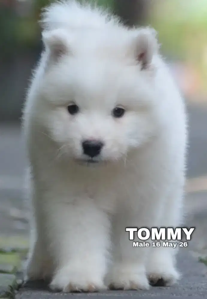Samoyed Jantan Tommy