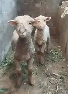 sepasang anakan cempe bibit domba merino 4 bln lepas sapih siap piara