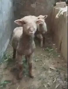 sepasang anakan cempe bibit domba merino 4 bln lepas sapih siap piara