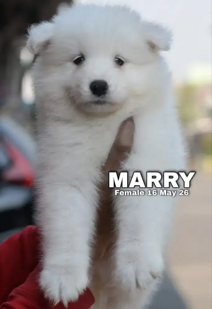 Samoyed putih Betina Marry