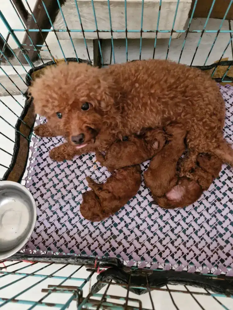 Poodle Red indukan & 4 ekor anak