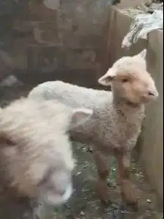 sepasang anakan cempe bibit domba merino 4 bln lepas sapih exotik unik