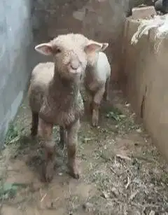 sepasang anakan cempe bibit domba merino 4 bln lepas sapih exotik unik