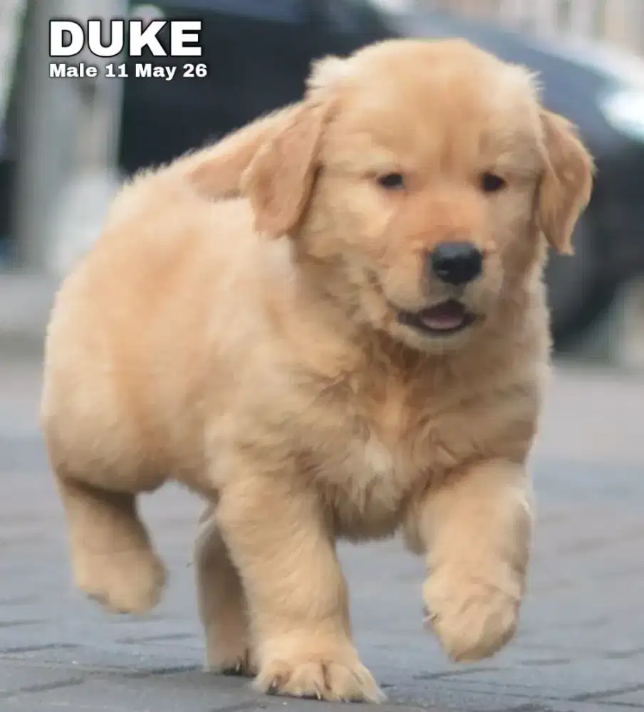 Golden retriever Jantan Duke