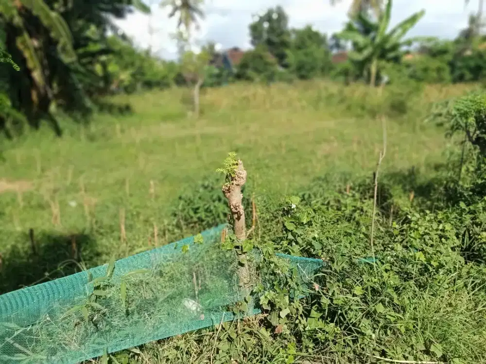 Land 825m2 for sale
