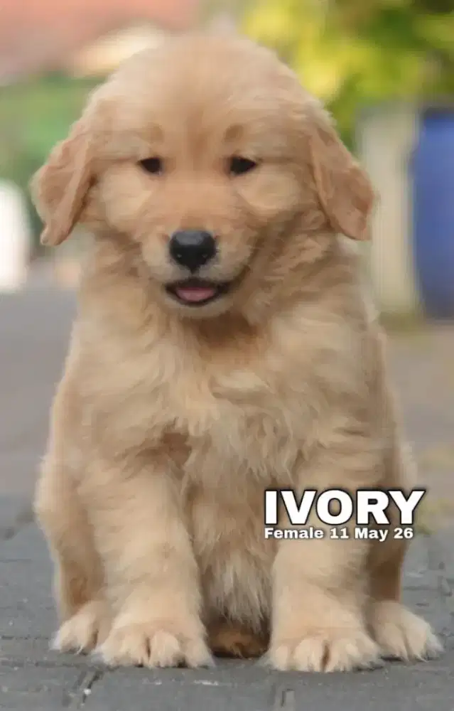 Golden retriever Betina Ivory