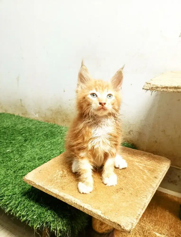 Kitten MaineCoon Jantan Pure No mix. Induk ped Cfa Maine Coon