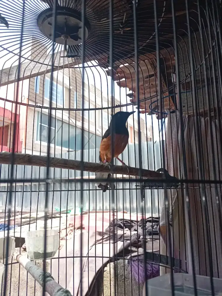 Du jual cepat burung murai batu