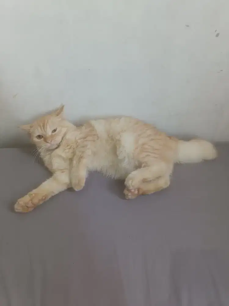 Kucing Betina 6 Bulan