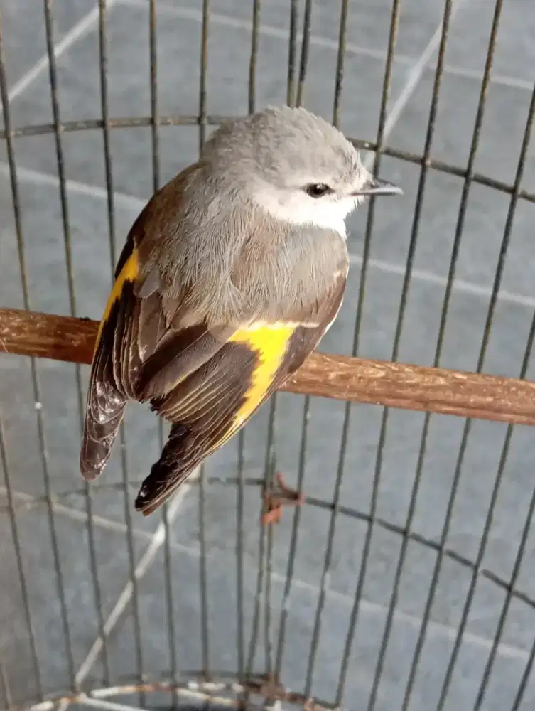 Dijual burung mantenan mini