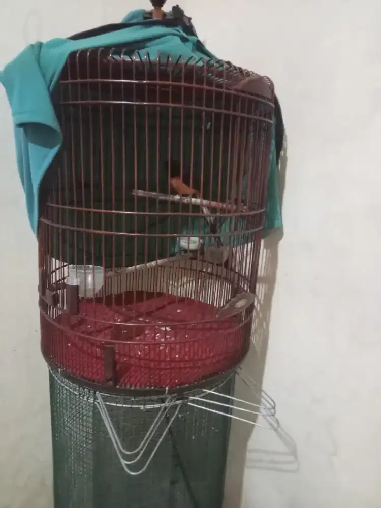 Murai muda pastol+cndet+prnjak+umbaran..jual borngn ja harga tertinggi