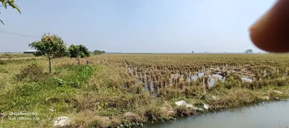 Di Jual Cepat Sawah