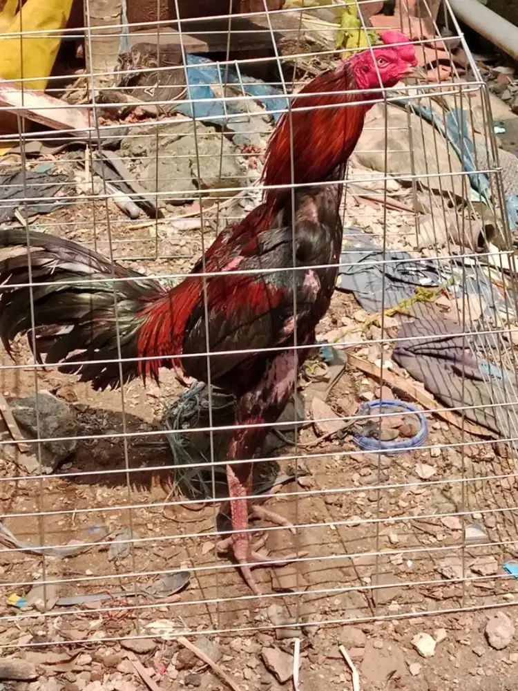 Ayam bangkok selatan trah juara