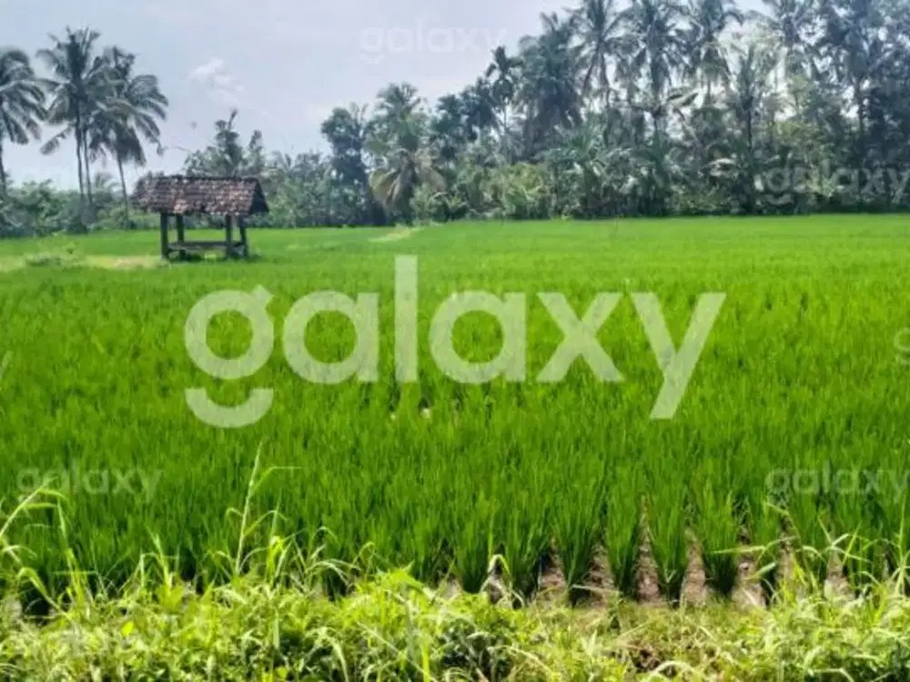 Tanah Pertanian Strategis Dusun Guwuk, Giri, Banyuwangi GMK03708