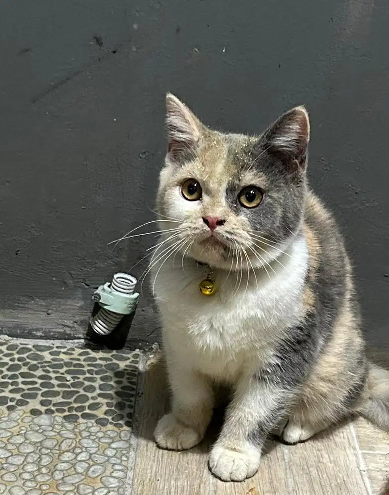 Kucing british shorthair bsh british short hair
