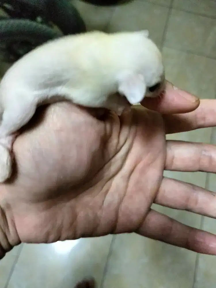 Sugar glider leucistic Joey jantan