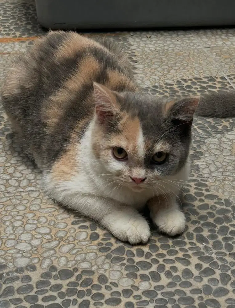 British shorthair bsh british short hair betina