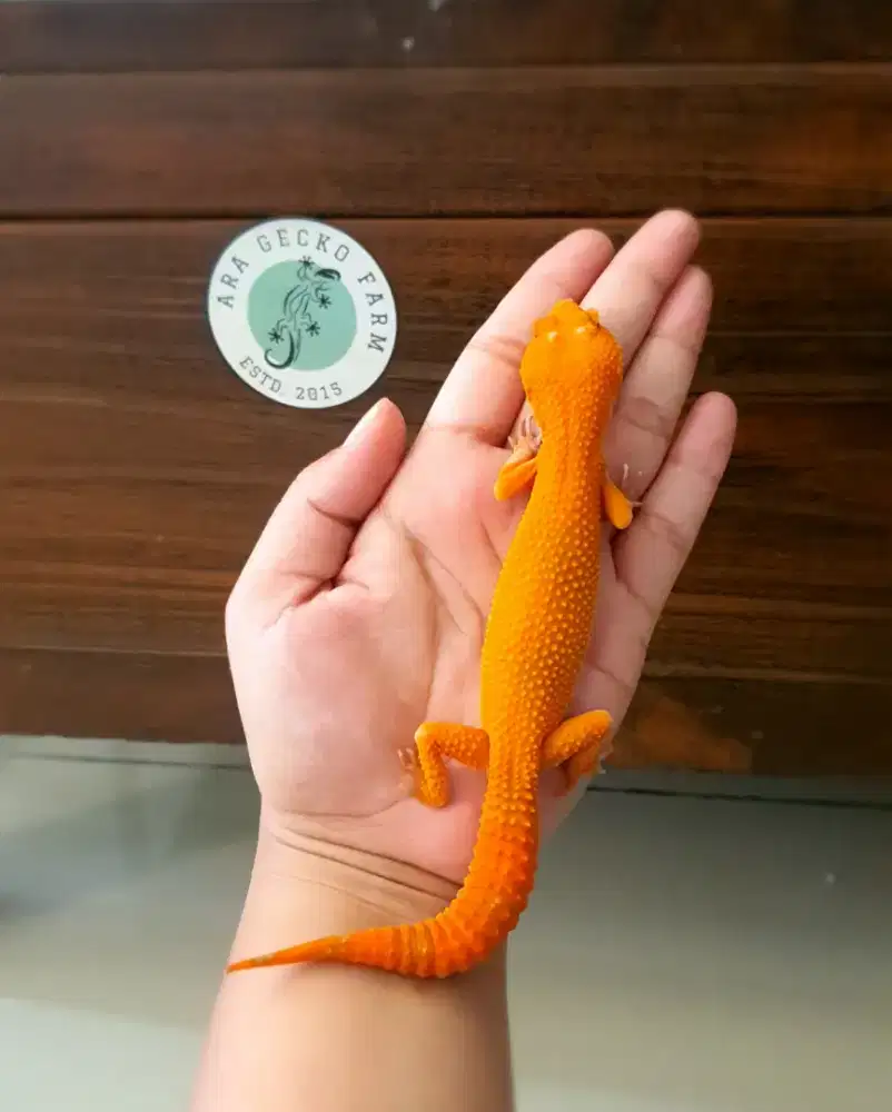 Leopard Gecko Ara Gecko